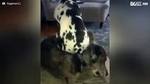 Cão não tem qualquer tipo de respeito pelo seu amigo!