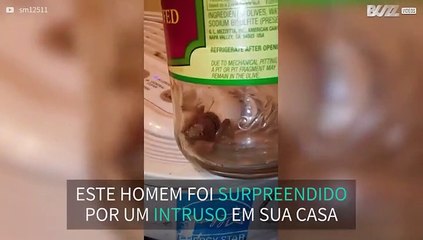 Homem encontra inseto bizarro na sua sala em Oklahoma