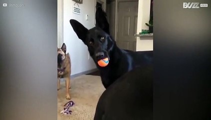 Dono conta “gossip” chocante ao seu pastor alemão