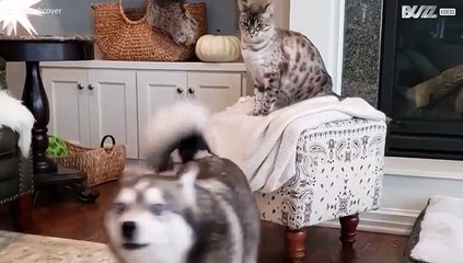 Cão descobre truque para ganhar luta contra gata!