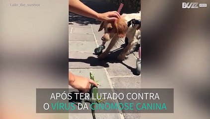 Cadela sobrevivente de vírus contagioso faz novo amigo