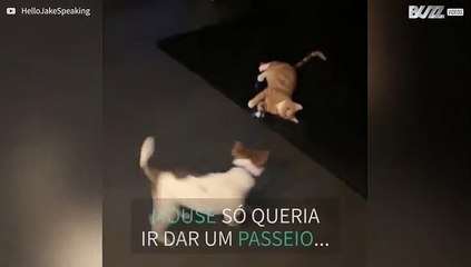 Gato prende trela e impede cão de ir passear
