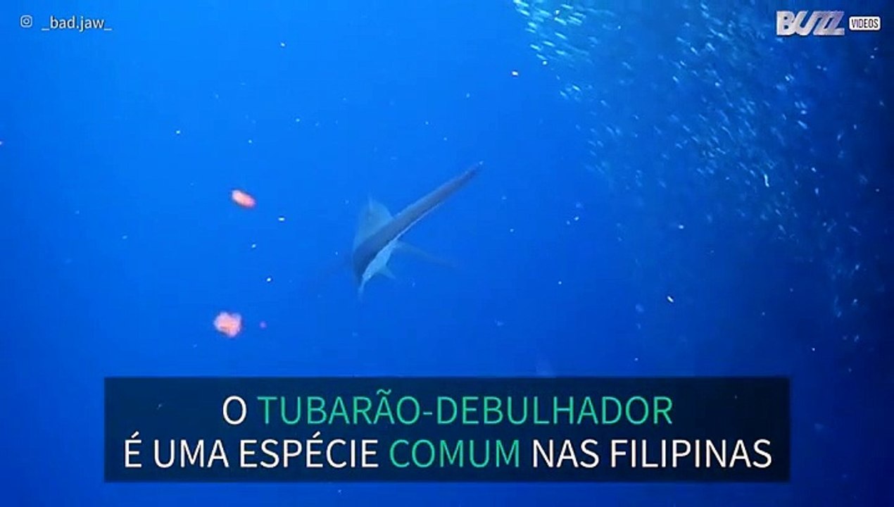 Tubarão-debulhador avistado no meio de cardume...