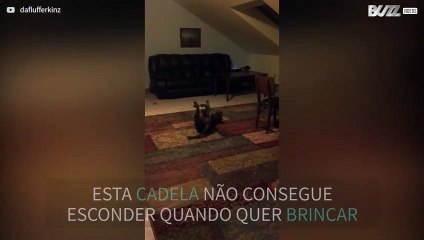 Cadela não contém felicidade na hora de brincar!