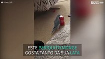 Periquito voa com lata de coca-cola no bico