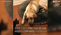 Cão não se mexe para brincar com gatinho