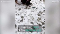 Cadela tem reação adorável ao ver neve pela primeira vez