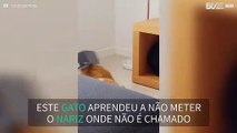 Gato aprende a não colocar a cabeça em sítios pequenos