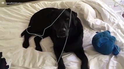 Será que este labrador foi atacado por um cabide de roupa?