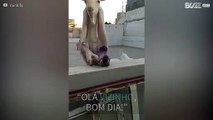 Todos os dias esta cabra cumprimenta o vizinho