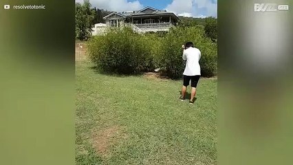 Patos flagrados em "ritual" correndo em círculo