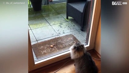 Gata observa esquilo com demasiada atenção