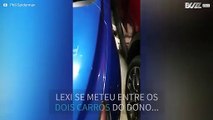 Cadela fica presa entre 2 carros estacionados!