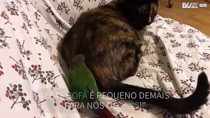 Pássaro expulsa gato do sofá!