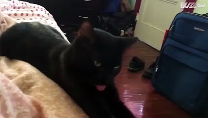 23 vídeos que provam que os gatos conseguem ser (muito) estranhos