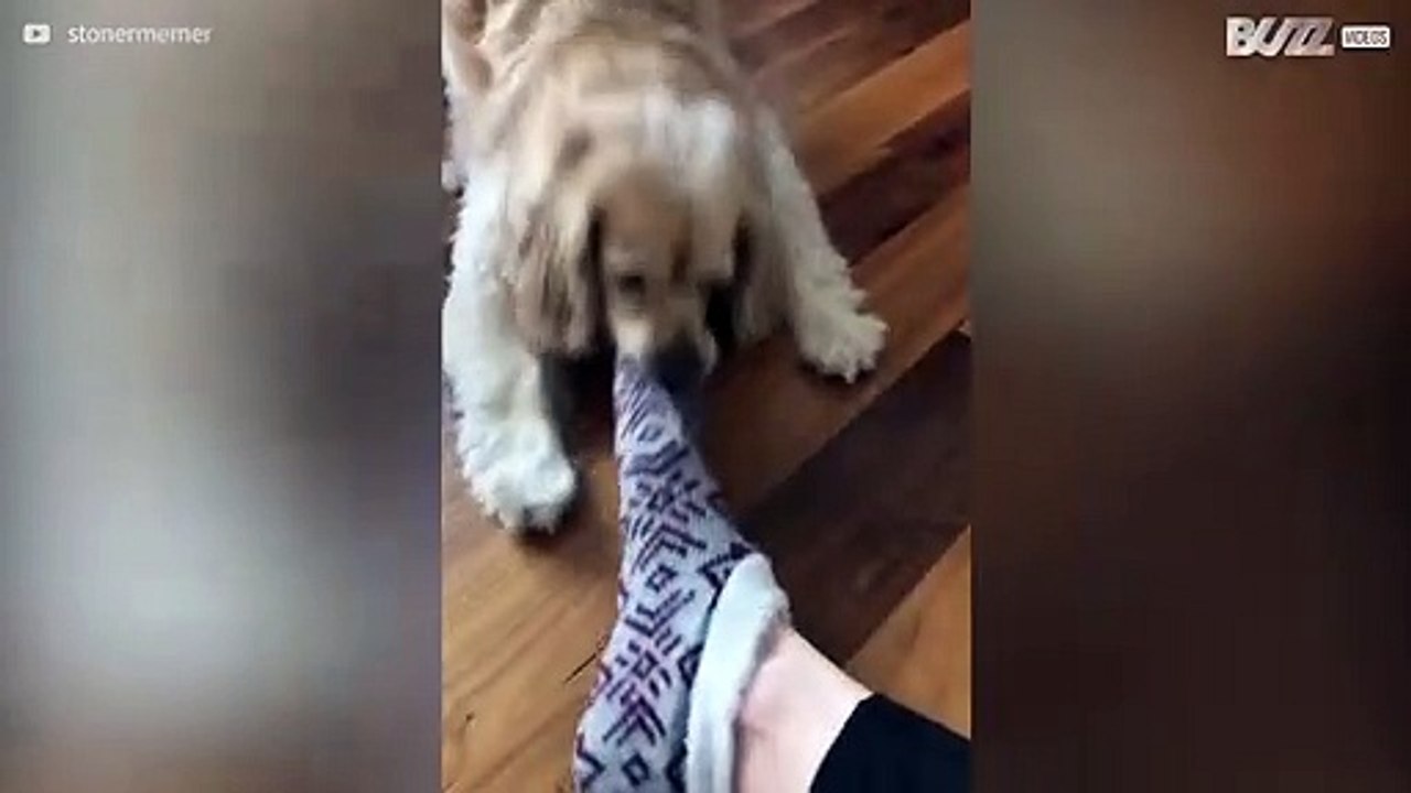 Cadela adora roubar meias de pés!