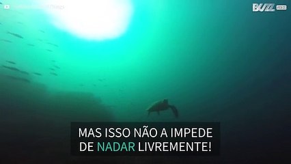 Tartaruga com 3 pernas filmada nas ilhas Galápagos