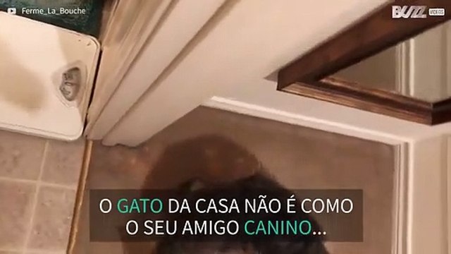Gato desaprova completamente uso de secador de cabelo!