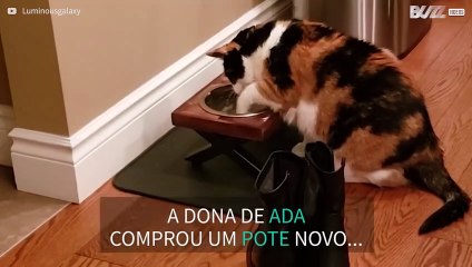 Gata adora "nadar" no seu pote de água
