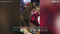 Este gato não entendeu como funciona seu brinquedo novo