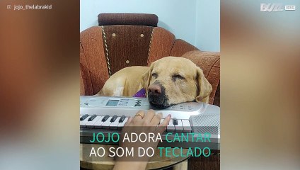 Labrador adora cantar ao som de teclado!