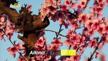 Spring Has Sprung! Spectacular Drone Footage of Pink Blossom Orchards in Spain Show a New Beginning!