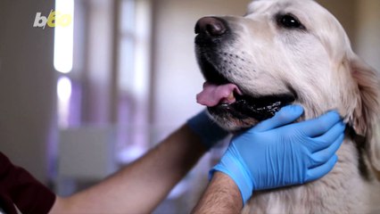 How You Can Naturally Ease Your Dog’s Stress and Anxiety