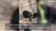 Pug adora brincar com os pés da dona