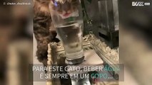 Gato adora beber água em um copo!