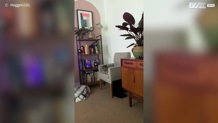 Gatinha dá queda espetacular depois de errar salto