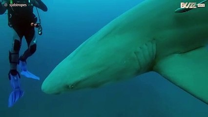 Tubarões-limão aproximam-se de mergulhadores