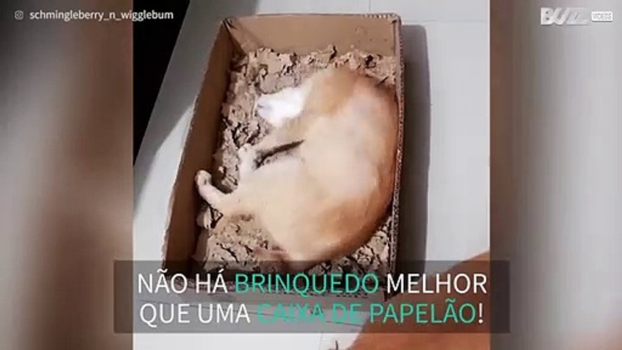Gata delira com caixa de papelão esfarrapada!