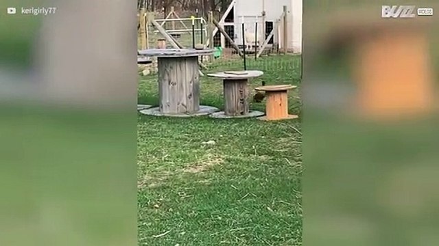 Ganso bebé aterroriza patos!