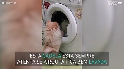 Cadela gosta de manter máquina de lavar sob controle