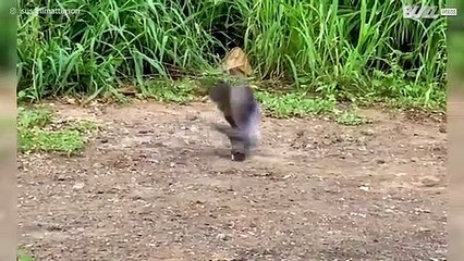 Gato mostra que não esqueceu do instinto selvagem