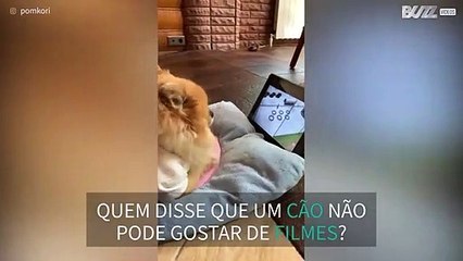 Cachorro adora assistir o filme “Pets 2”