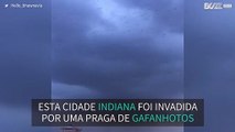 Praga de gafanhotos invade céus de cidade indiana