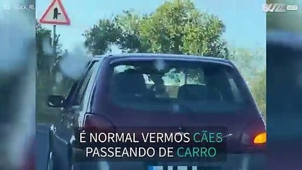 Cabra é vista passeando de carro com os donos