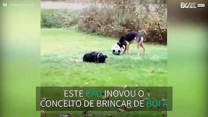 Cachorro brinca com a cabeça enfiada em bola de futebol
