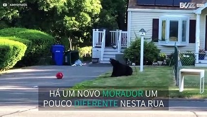 Urso invade zona comercial e destrói comedouro de pássaros