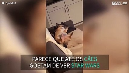 Dono encontra cadela deitada no sofá a ver Star Wars