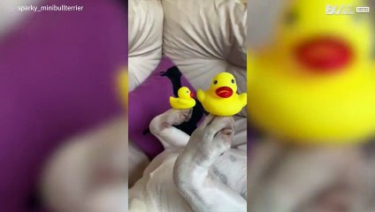 Cachorro equilibra patinhos de borracha nas patas
