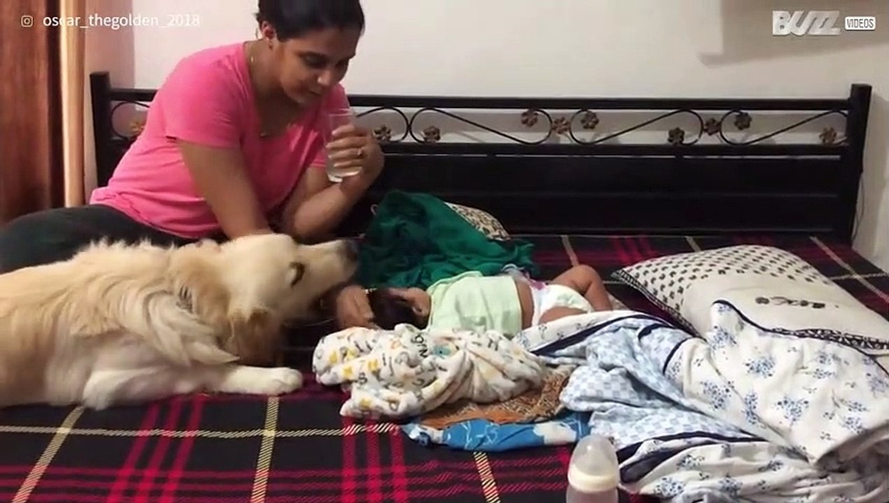 Cão não controla os ciúmes que sente pela nova bebê!