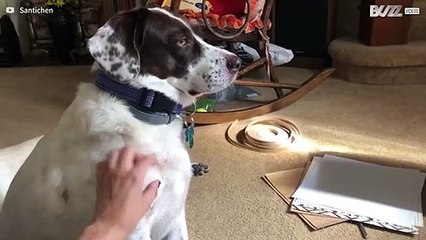 Cadela não deixa que a dona pare de coçar