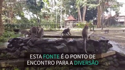 Macacos brincam numa fonte em Bali