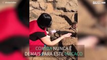 Macaco tenta roubar saco de comida de turista