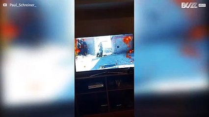 Cão adora assistir o dono jogando video game