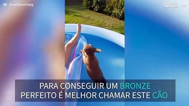 Cão ajuda dona com os banhos de sol
