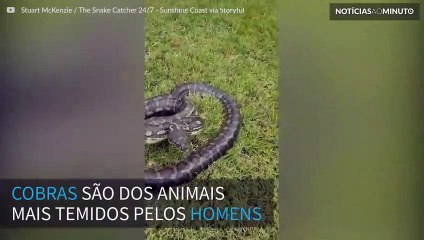 Assustador momento do ataque de uma Píton