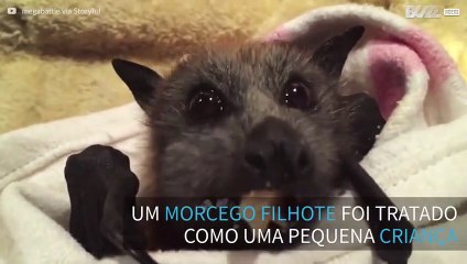 Filhote de morcego devora fruta